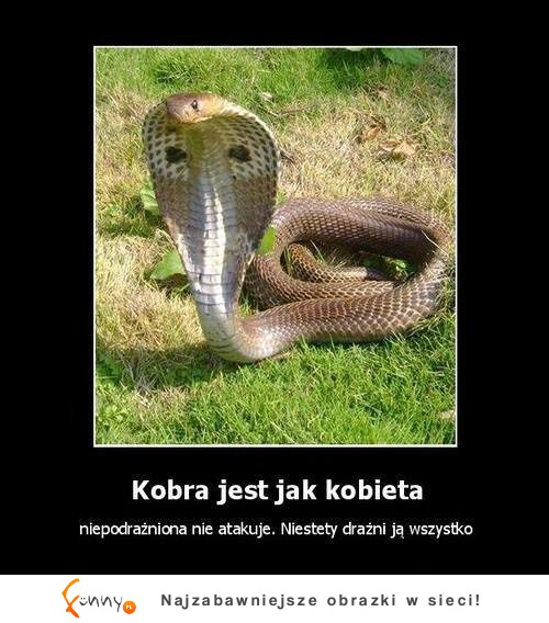 Kobra jest jak kobieta :)