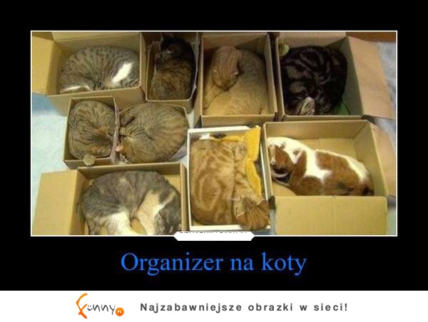 Organizer na koty