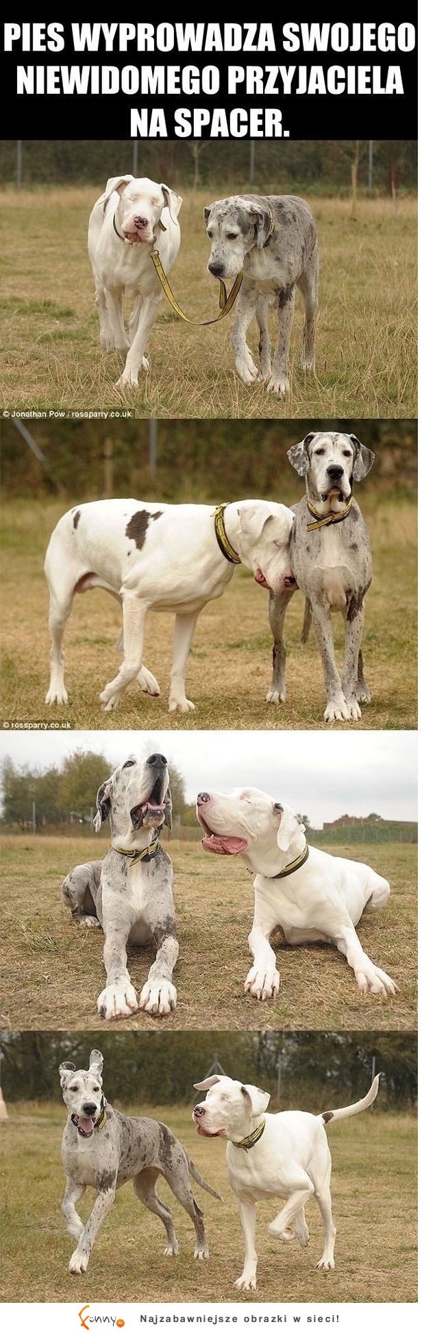 Pies wyprowadza swojego niewidomego przyjaciela...