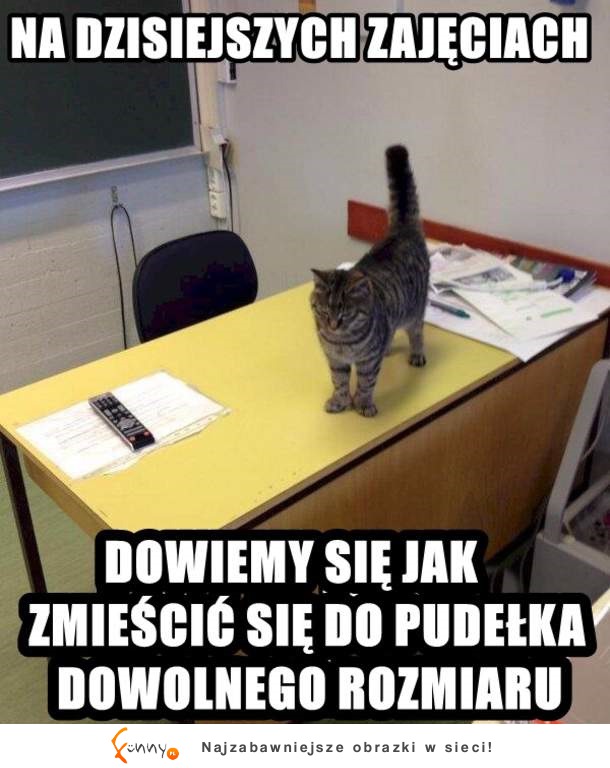 Kot nauczyciel