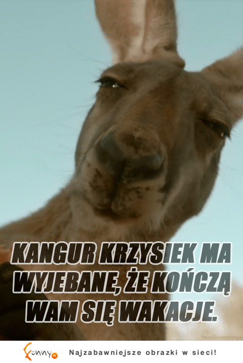 Kangur :D