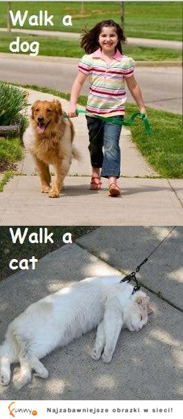 Tak wychodzę na spacer z psem, a tak z kotem... :D