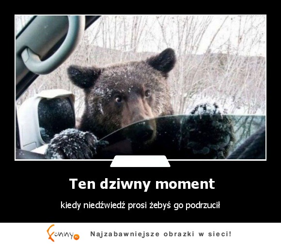 Ten dziwny moment kiedy niedźwiedź prosi żebys go podrzucił :)