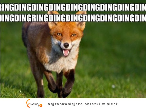 Co mówi lis