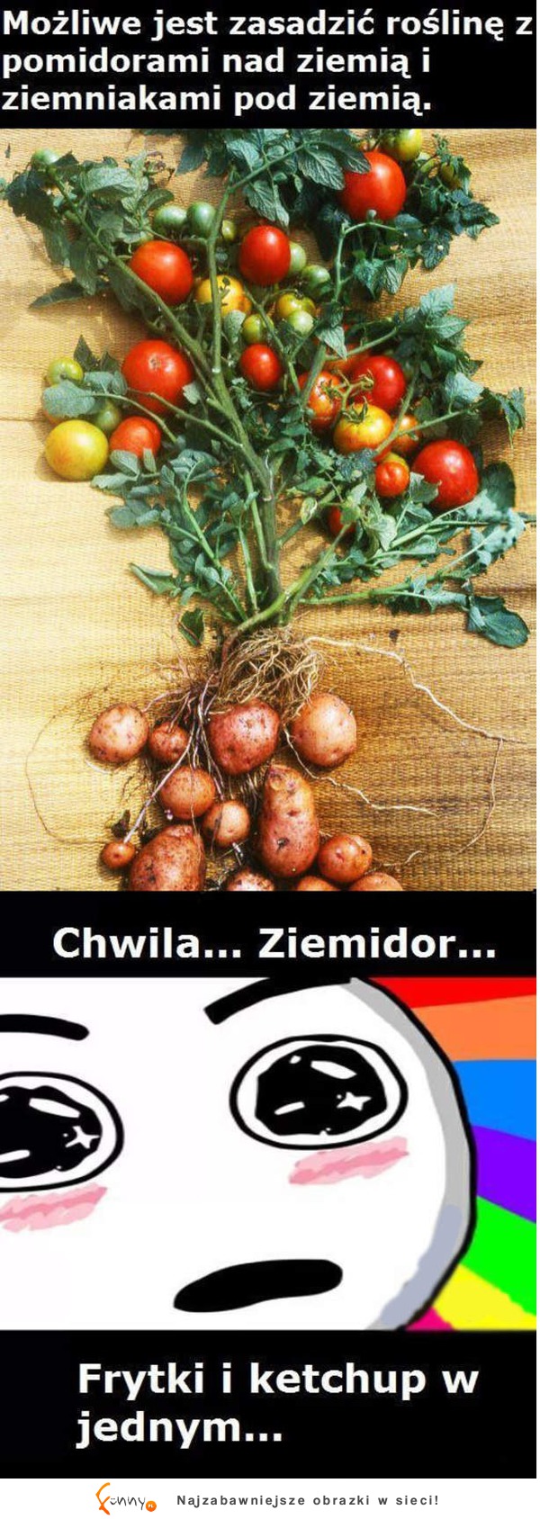 Możliwe jest zasadzić roślinę z pomidorami na dziemia i ziemniakami pod ziemią :D