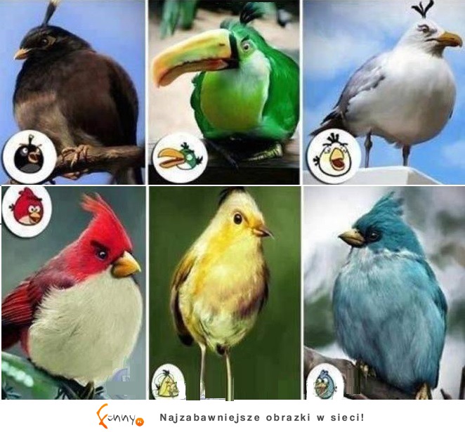 Pierwowzory  PTAKÓW z popularnej GRY Angry Birds! Dobre!