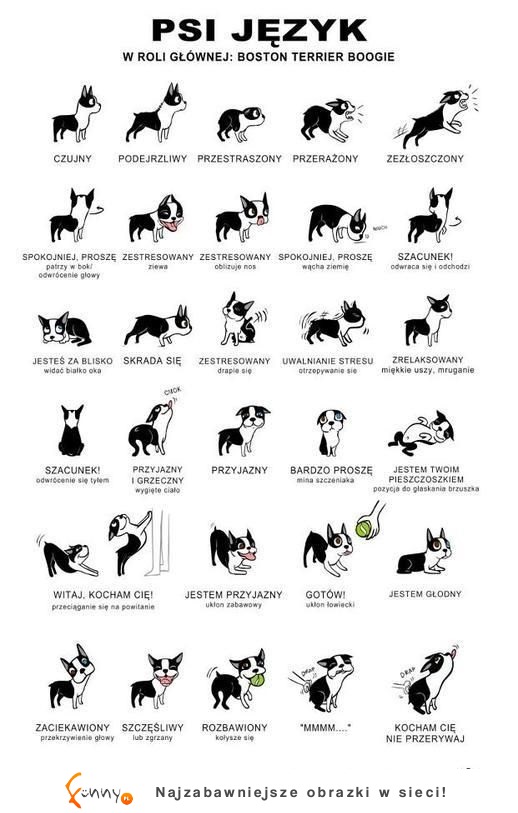 Psi język! Dowiedz się co Twój pies chce Ci powiedzieć ;)