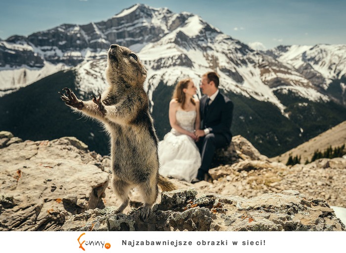 Zwierzęta, które stały się gwiazdami na zdjęciach ślubnych