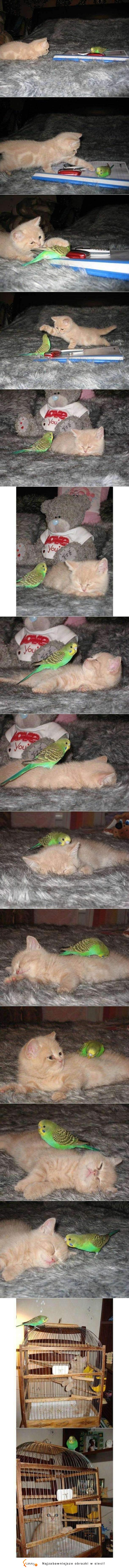 Kotek vs Papuga :D