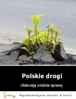 Polskie drogi ułatwiają sprawę naturze ;)