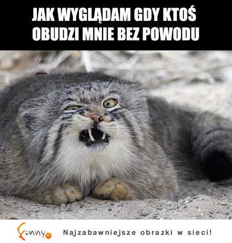 Gdy ktoś mnie obudzi