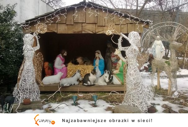 5 Przykładów na to, jak koty zniszczyły magię świąt 5 Przykładów na to, jak koty zniszczyły magię świąt