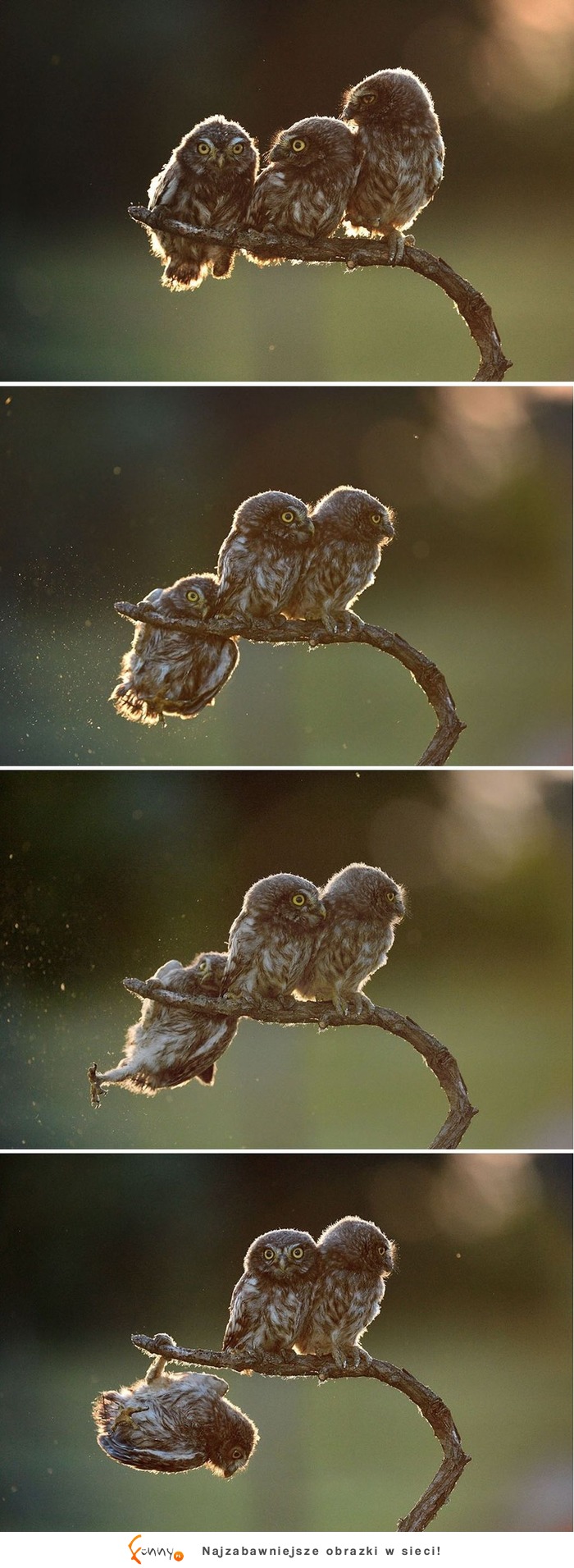Najlepsze zdjęcia z „The Comedy Wildlife Photography" 2017, czyli zbiór zabawnych zdjęć zwierzaków Najlepsze zdjęcia z „The Comedy Wildlife Photography" 2017, czyli zbiór zabawnych zdjęć zwierzaków