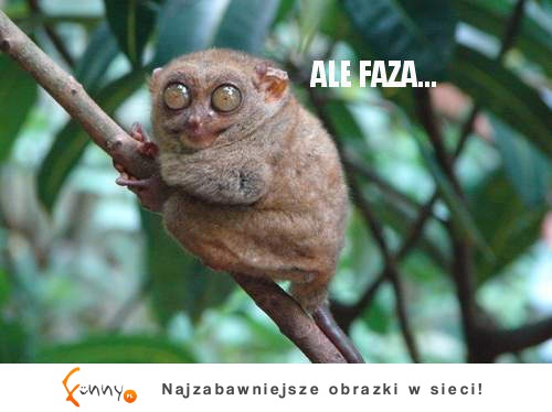 Ale faza!