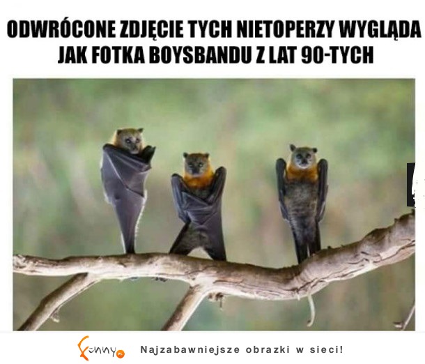 Nietoperze skład