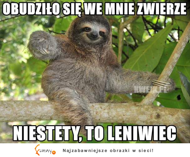 Niestety leniwiec