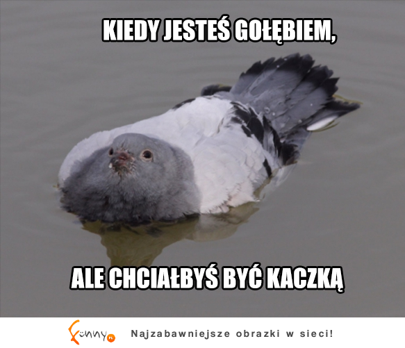 Ale chciałbyś być KACZKĄ albo MARYNARZEM XD