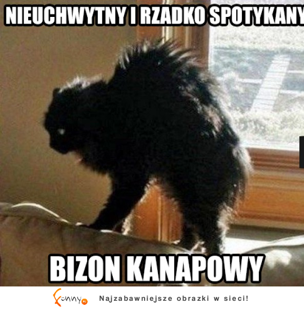 Bizon kanapowy