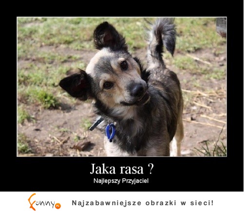 Jaka rasa_