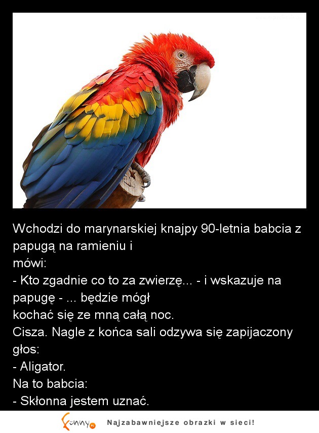 90-letnia babcia z papugą przychodzi do BARU- biedna ona też ma POTRZEBY zobacz jakie! haha