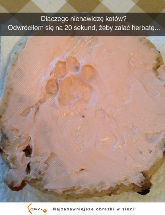 nienawidzę kotów