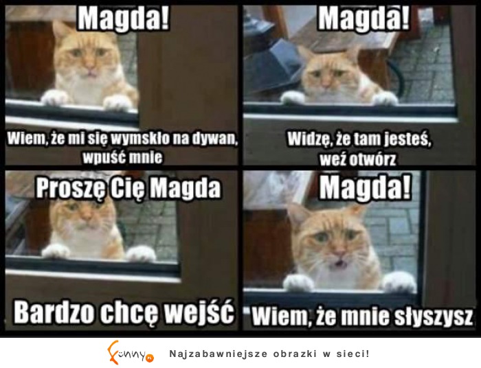 Koteł chce wejść! haha :D