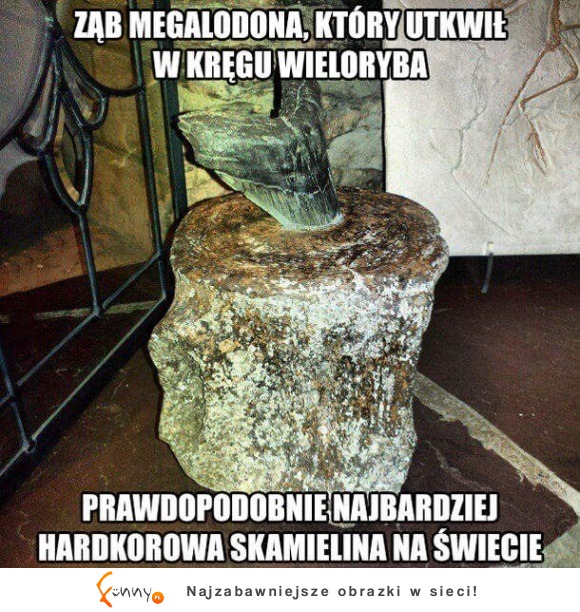 najbardziej hardkorowa skamielina na świecie