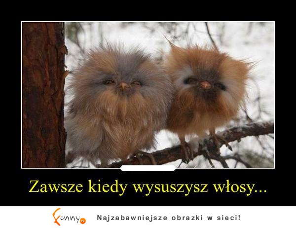 Zawsze keidy wysuszy włosy