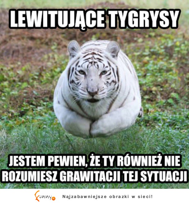 Lewitujący tygrys