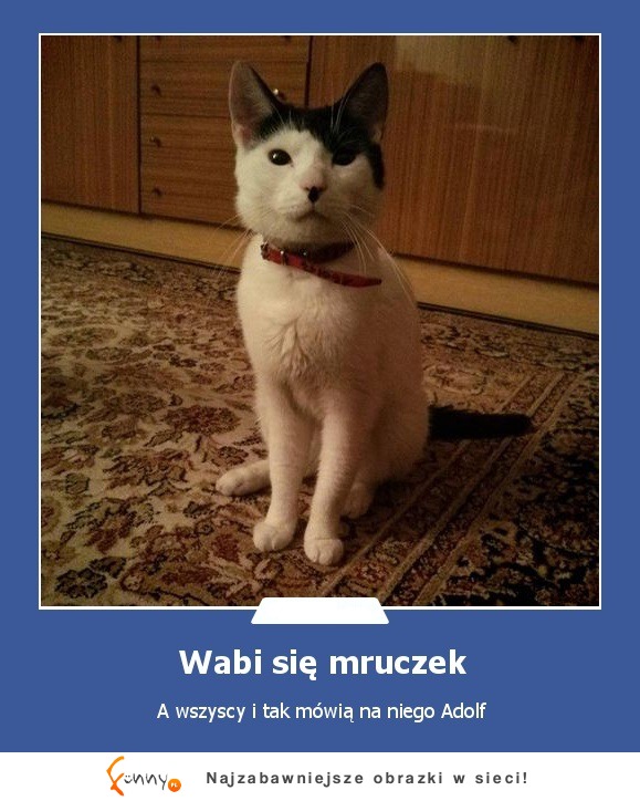 Wabi się mruczek :-)