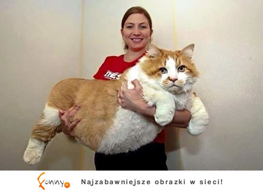Największy kot na świecie
