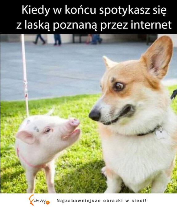 Laska z neta