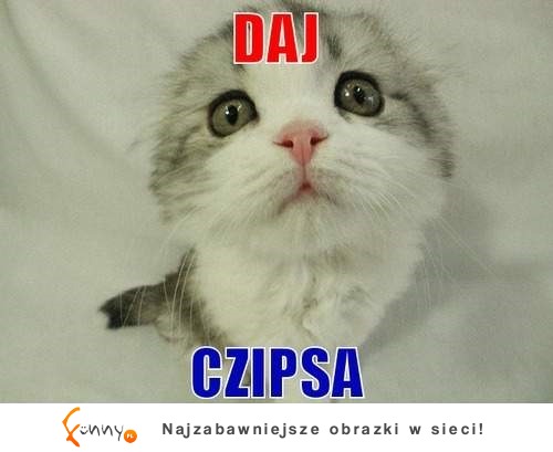 Daj czipsa!