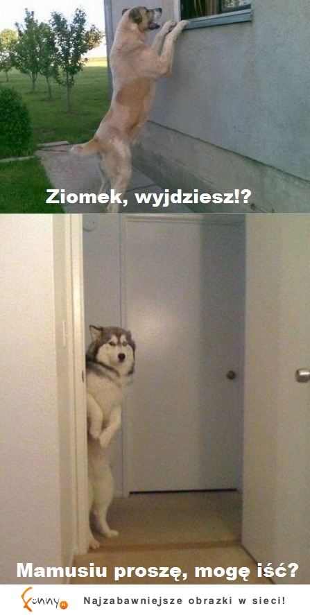 Ziomek, wyjdziesz!?