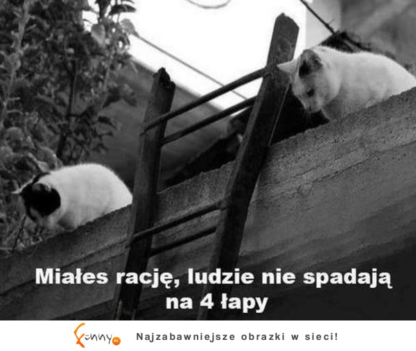 Miałeś racje