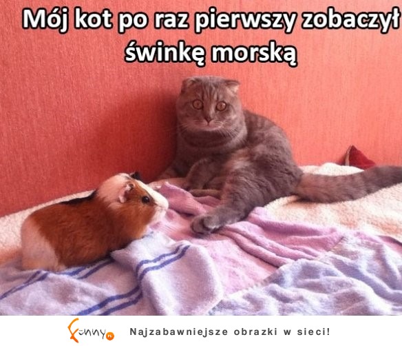 Co się stało temu kotu? hahahaha