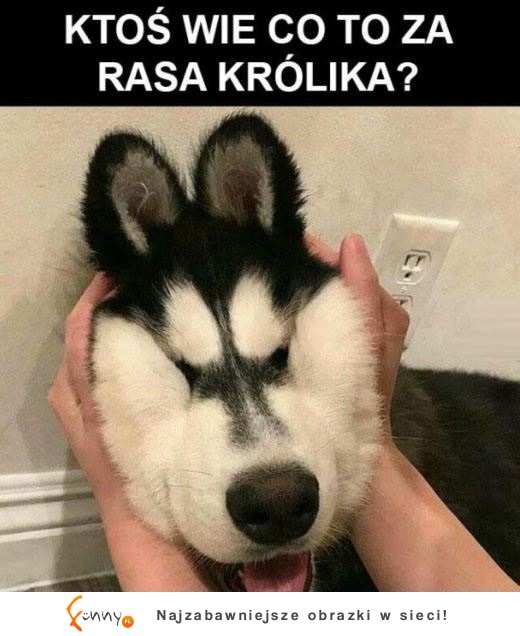 Nowa rasa królika