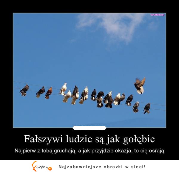 Fałszywi ludzie sa jak gołębie