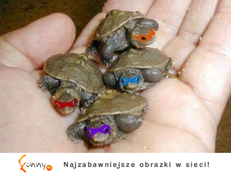Żółwie NINJA!