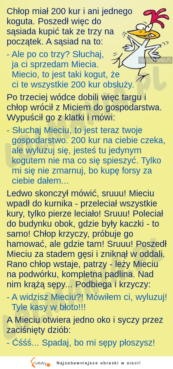 Chłop postanowił kupic wjątkowego koguta. Ale się zdziwił! XD