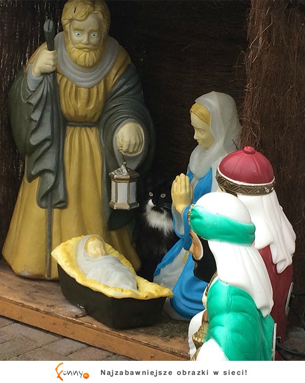 5 Przykładów na to, jak koty zniszczyły magię świąt 5 Przykładów na to, jak koty zniszczyły magię świąt