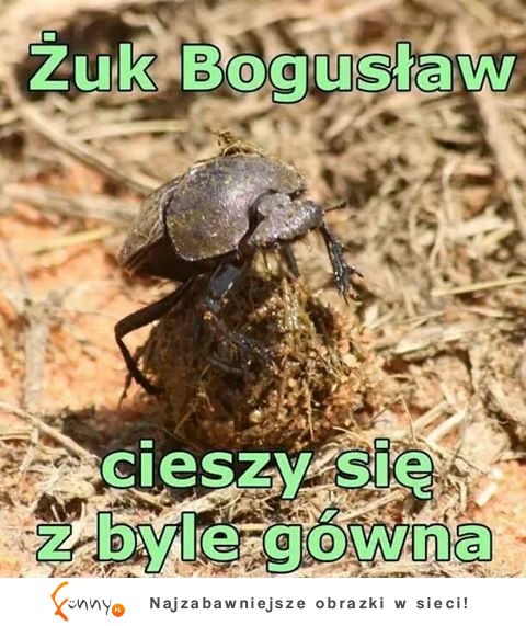 żuczek