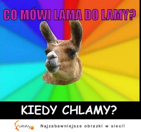 Co mówi lama do lamy ;D