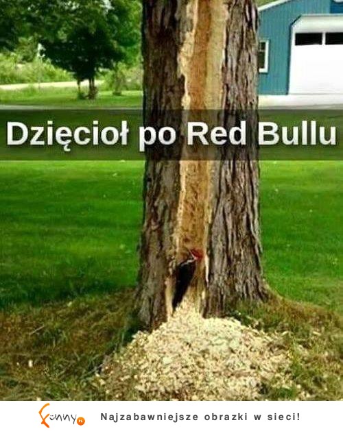 dzięcioł