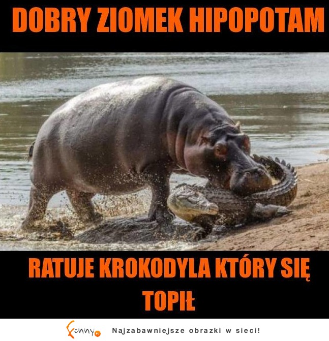 Uratował krokodylka! XD