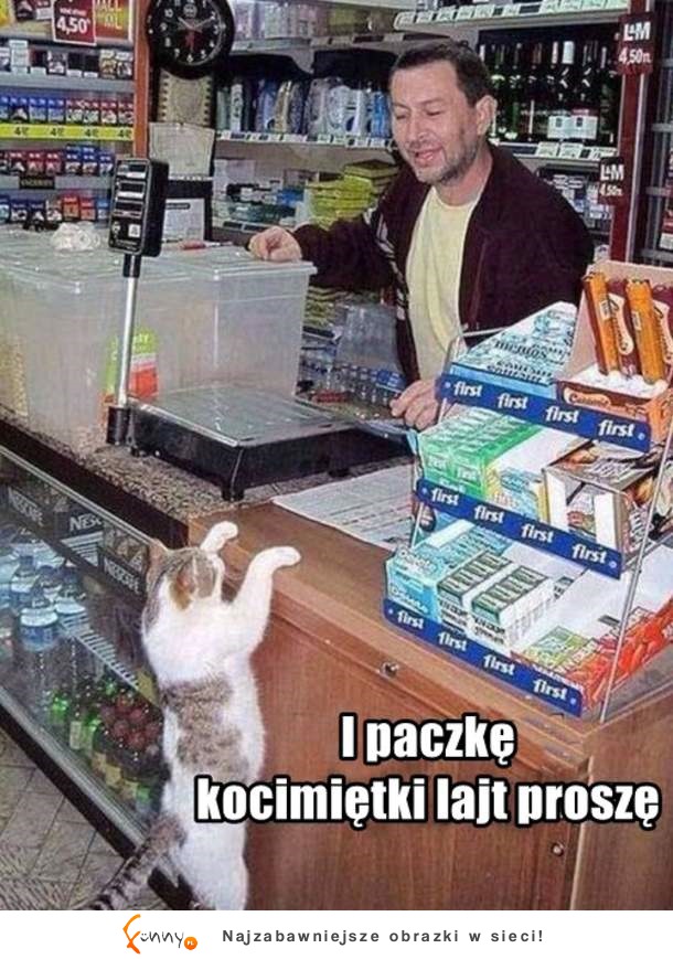 Kocimiętka