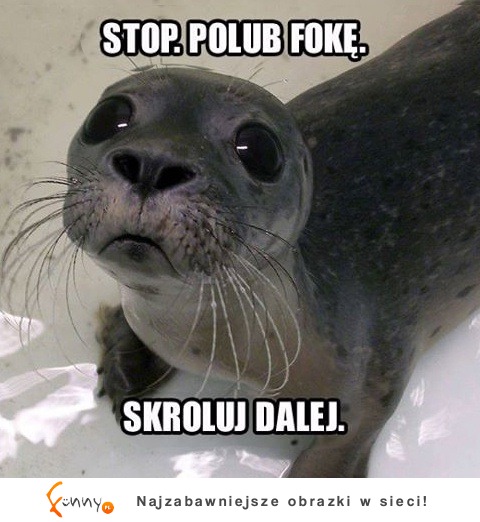 STOP, Polub fokę :D