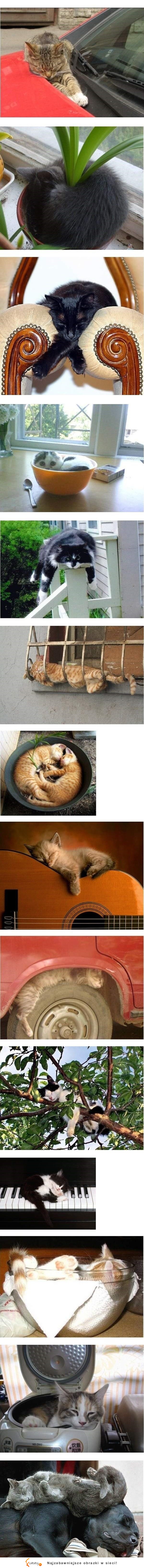 Koty śpią gdzie chcą :D