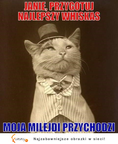 Najlepszy whiskas