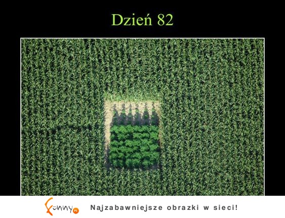 WCIĄŻ MYŚLĄ, ŻE JESTEM KUKURYDZĄ